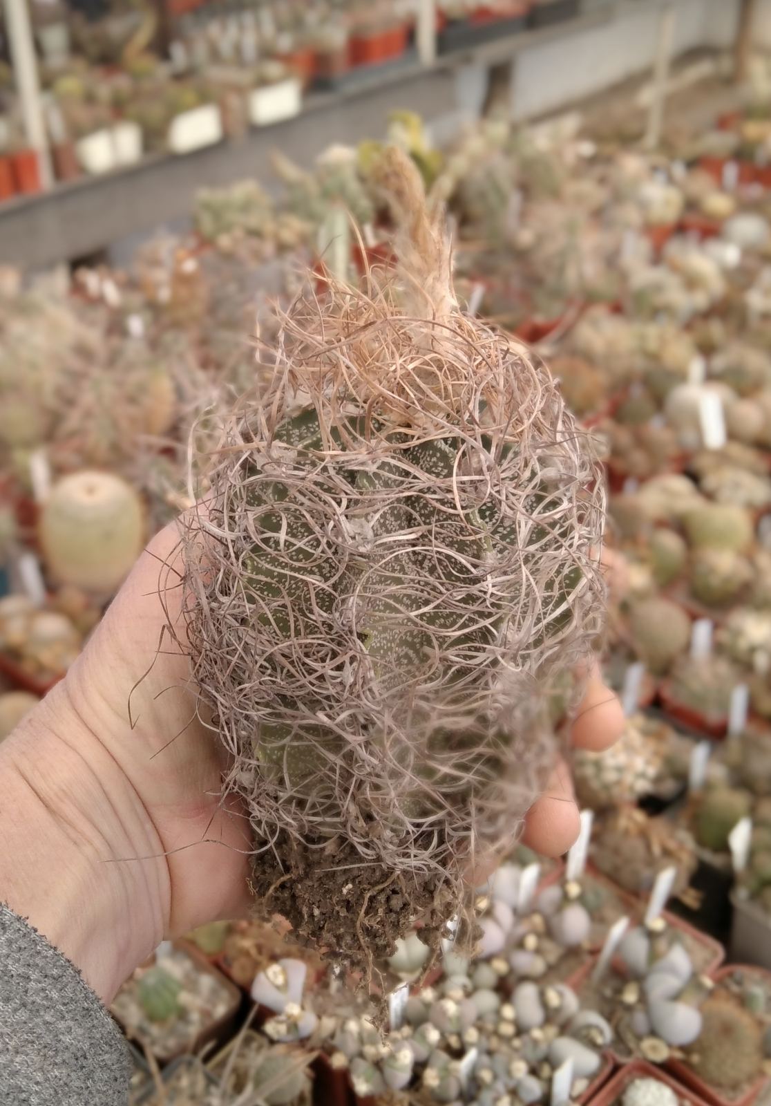 Astrophytum capricorne "Weisse Stachel"-diam.-9cm-