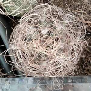 Astrophytum capricorne “Weisse Stachel”-Koehres-