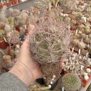Astrophytum senile -diam.-9cm-