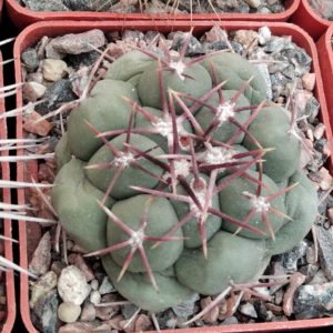 Thelocactus hexaedrophorus -s