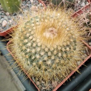 Parodia chrysacanthion -cube-7cm-
