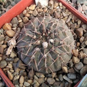Gymn. triacanthum HV130.1 -cube-7cm