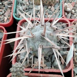 Tephrocactus articulatus VG388 -сube-5cm-
