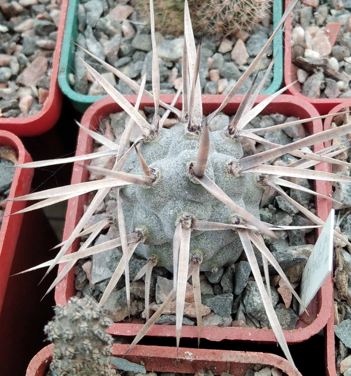 Tephrocactus articulatus VG388 -сube-5cm-