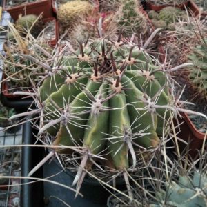 Ferocactus horridus -горщик-12см-