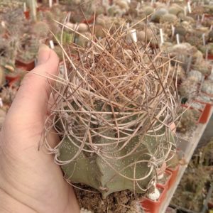 Astrophytum senile v. aureum -diam.- 8cm