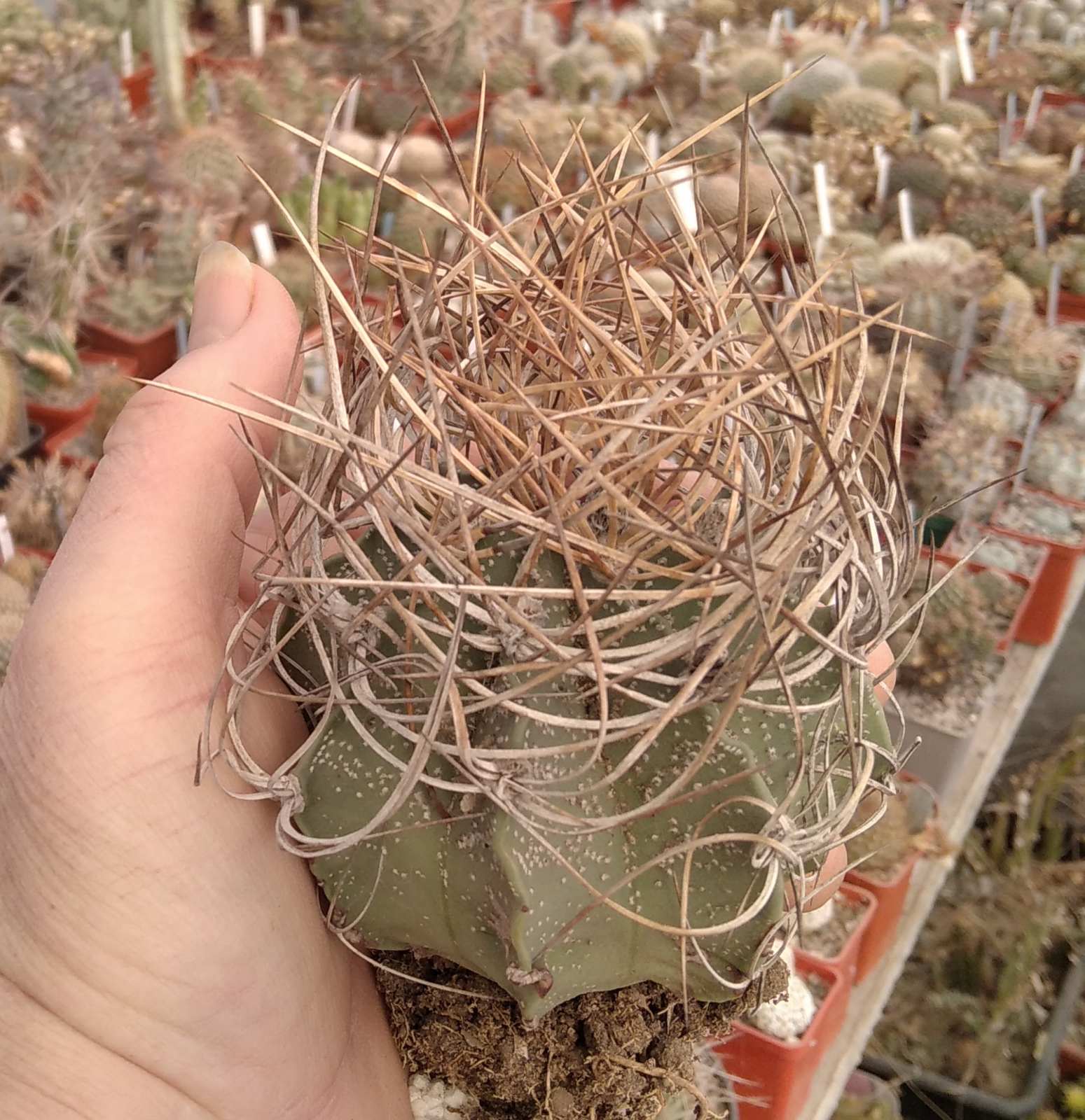 Astrophytum senile v. aureum -diam.- 8cm