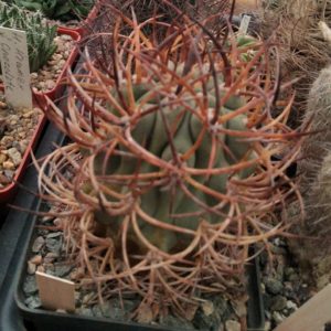 Eriosyce  aurata PV1965 -cube-8cm-