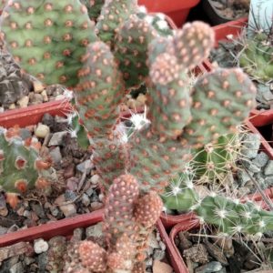 Opuntia microdasis v. minor f. rufida -