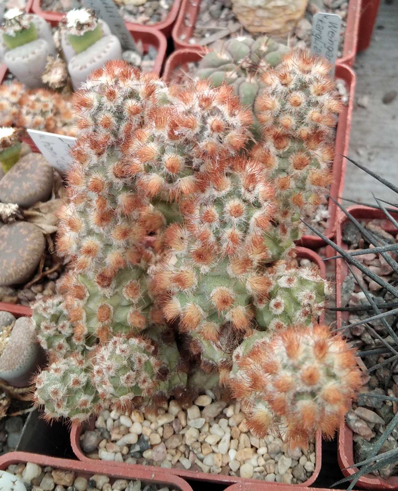 Tephrocactus molinensis -red form- пагони-