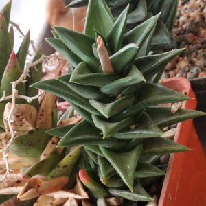 Astroloba deltoidea -MG- пагони-
