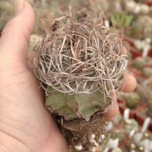 Astrophytum capricorne -diam.- 6.5cm-