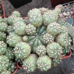 Matucana polzii -cube-7cm-