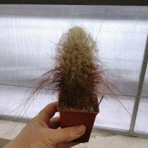 Oreocereus celsianus KK889 -MG-cube-7cm-