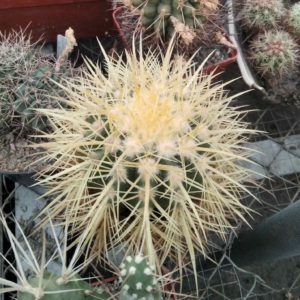 Echinocactus grusonii -не імпорт!-