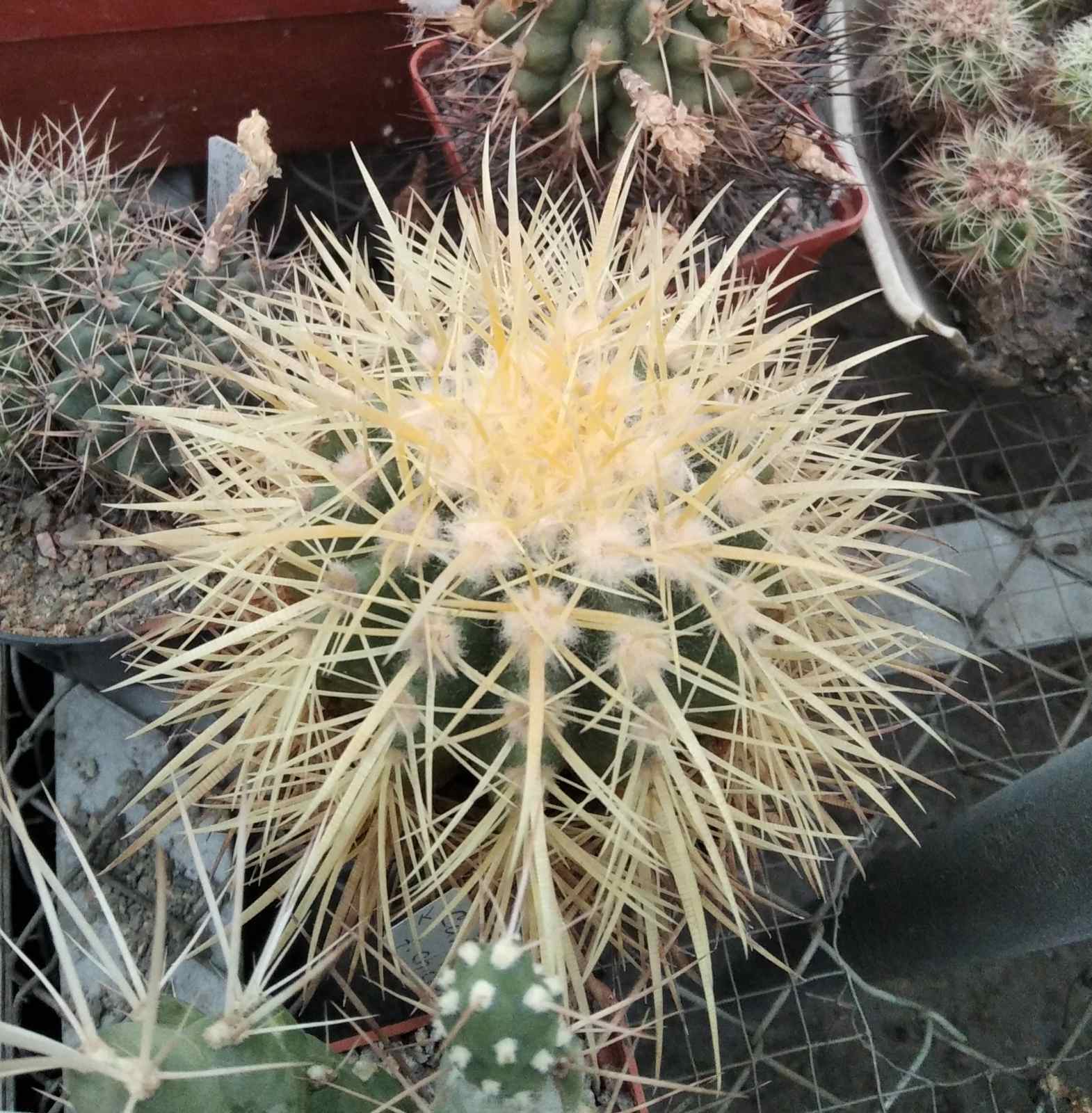 Echinocactus grusonii -не імпорт!-