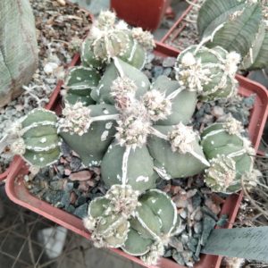 Astrophytum cv."Hakuygo Rampo"-cube-9cm-