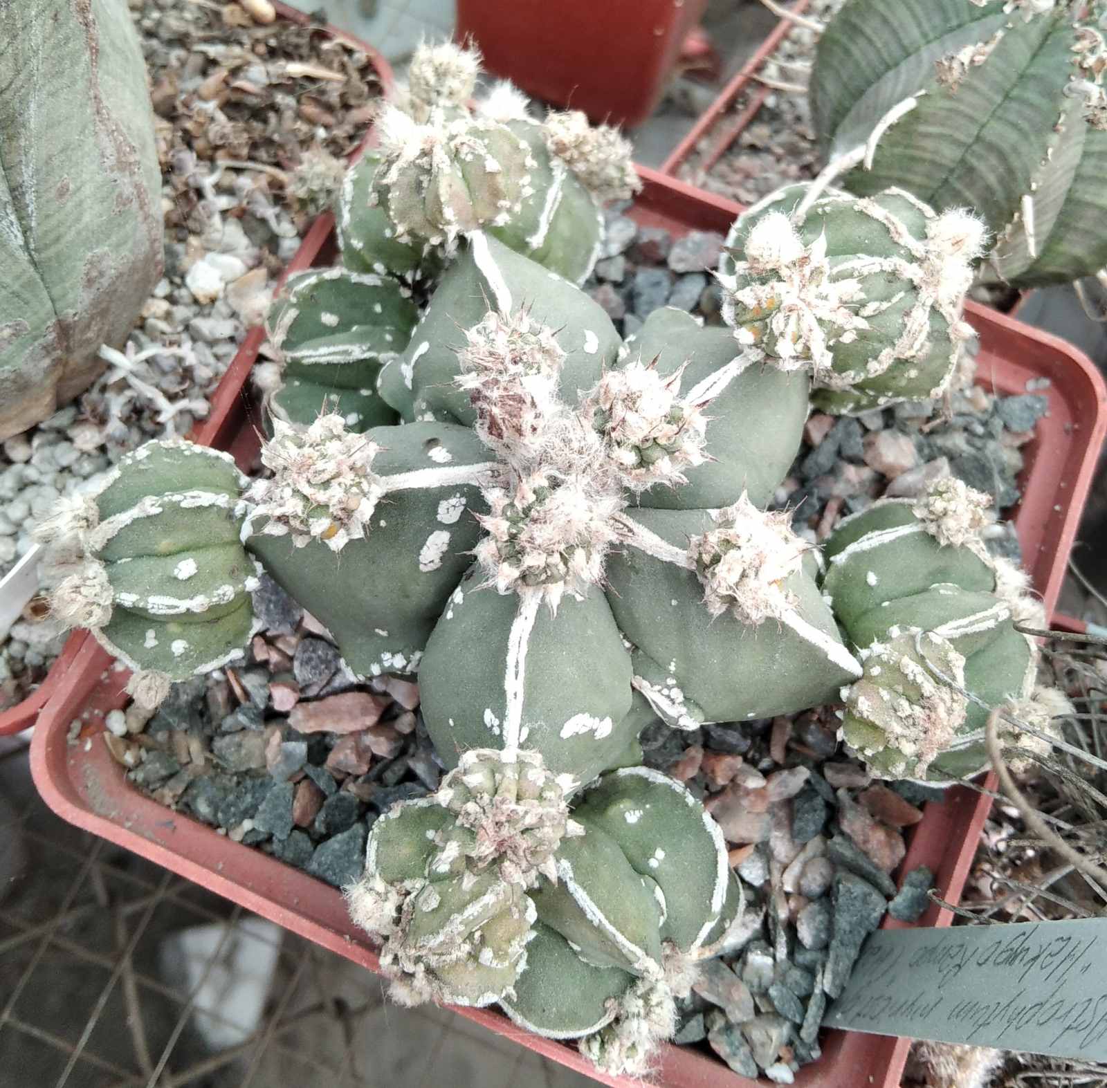 Astrophytum cv."Hakuygo Rampo"-cube-9cm-