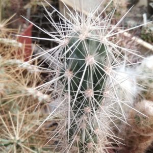 Grusonia bradtiana SB1173 -пагони-