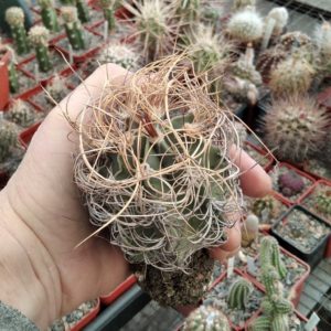 Astrophytum senile v. aureum -diam.-6-7cm