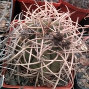 Gymnocalycium cardenasianum -cube-8cm-