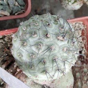 Tephrocactus geometricus -Fiambala- пагони-