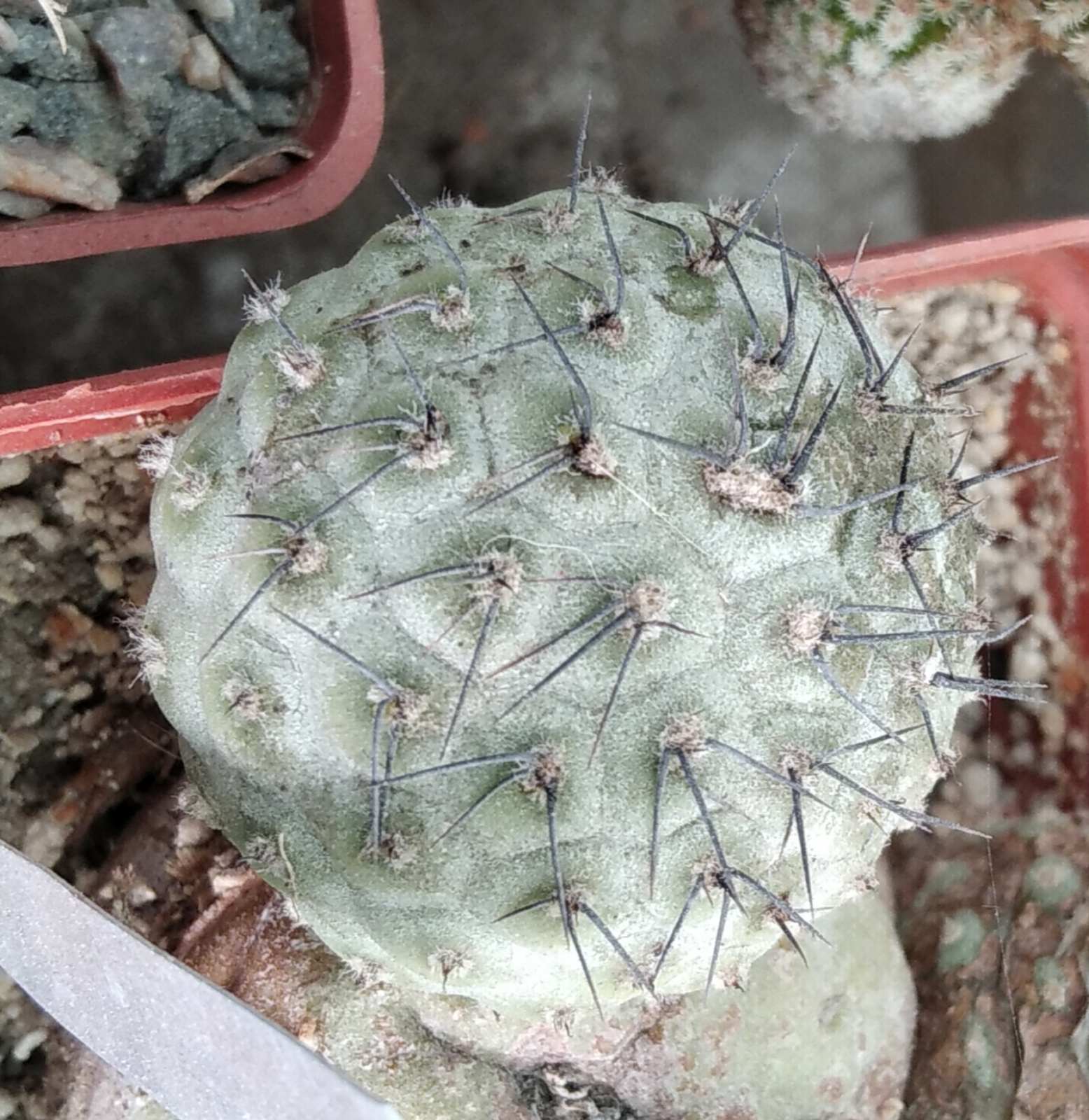 Tephrocactus geometricus -Fiambala- пагони-