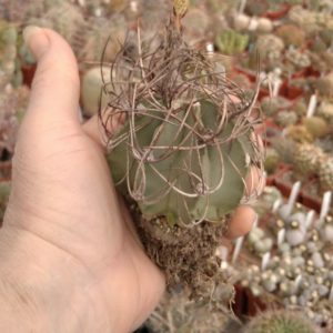 Astrophytum niveum v. nudum -PAN- diam.- 7cm