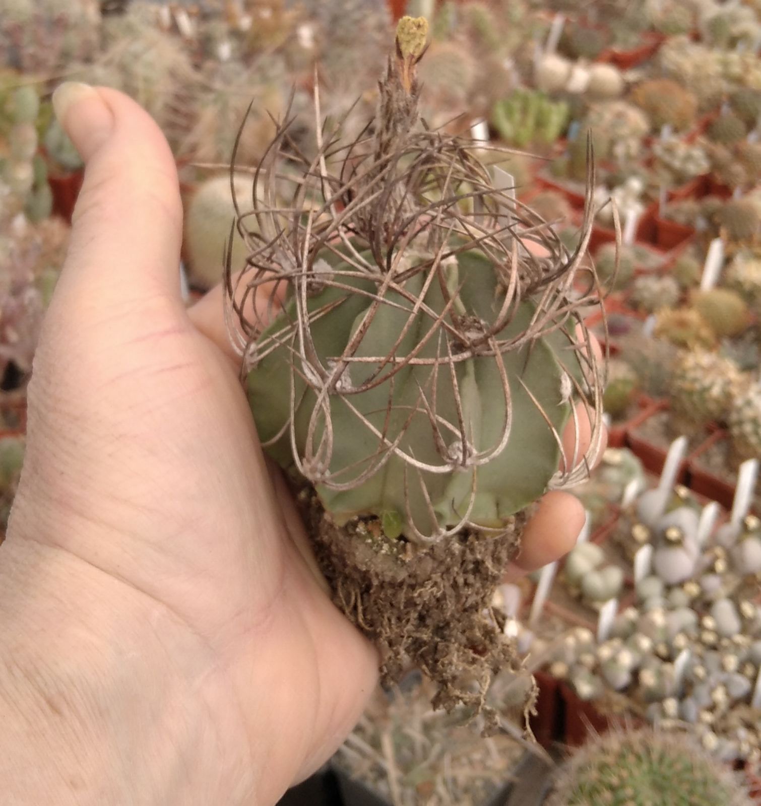 Astrophytum niveum v. nudum -PAN- diam.- 7cm