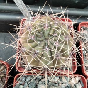 Gymnocalycium  gibbosum v. ferox JPR54-121 -cube-7cm-