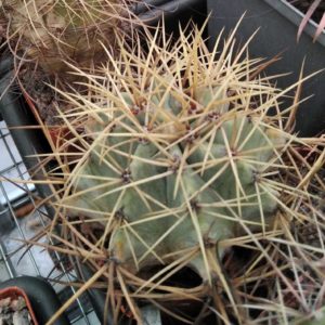 Ferocactus glaucescens -MG- cube-8cm-
