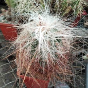 Oreocereus magnificus -cube-7cm-