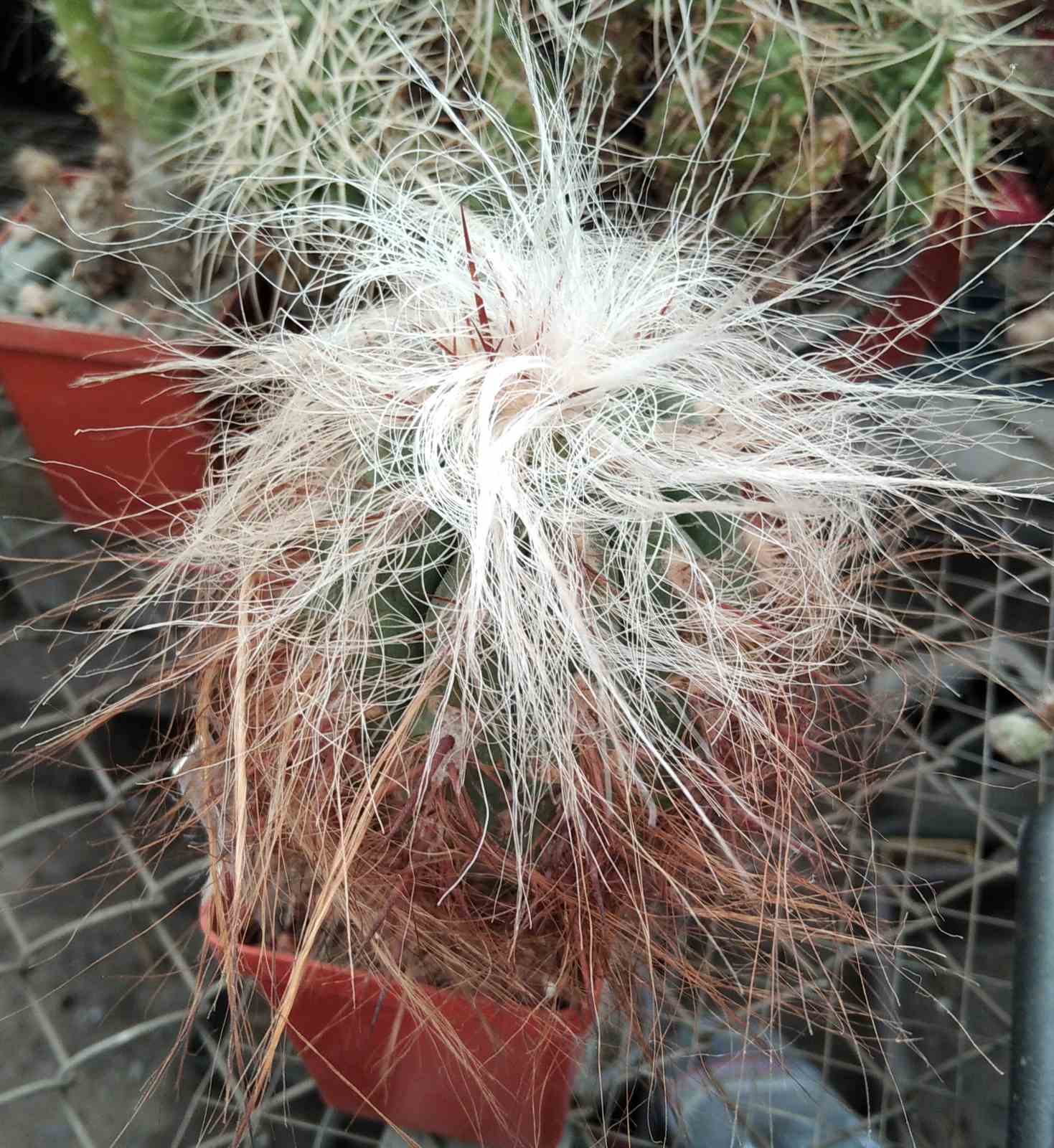 Oreocereus magnificus -cube-7cm-