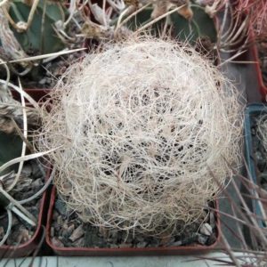 Neoporteria senilis -cube-7cm-
