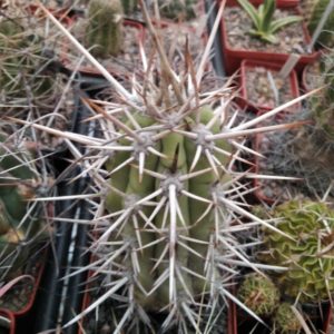 Trichocereus chilensis -MG- cube-8cm-