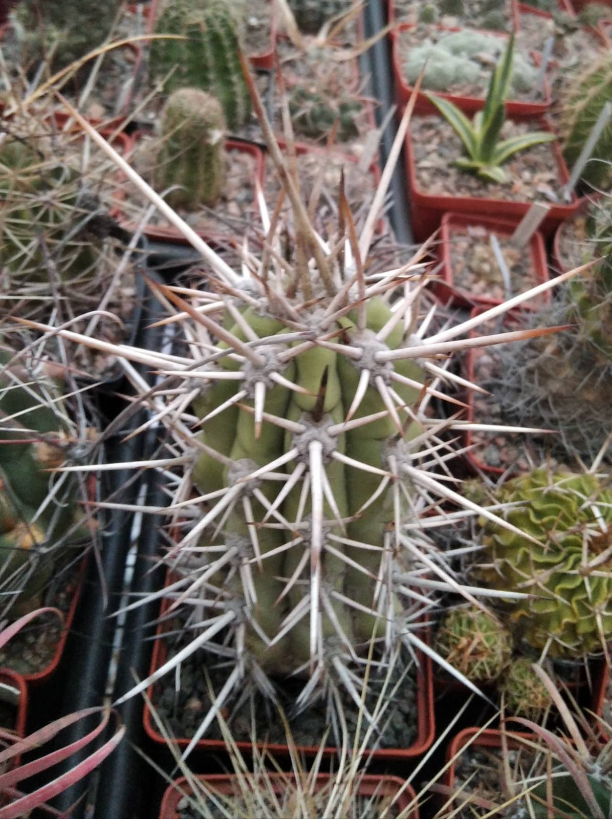 Trichocereus chilensis -MG- cube-8cm-