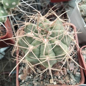 Gymnocalycium griseo-pallidum -cube-7cm-