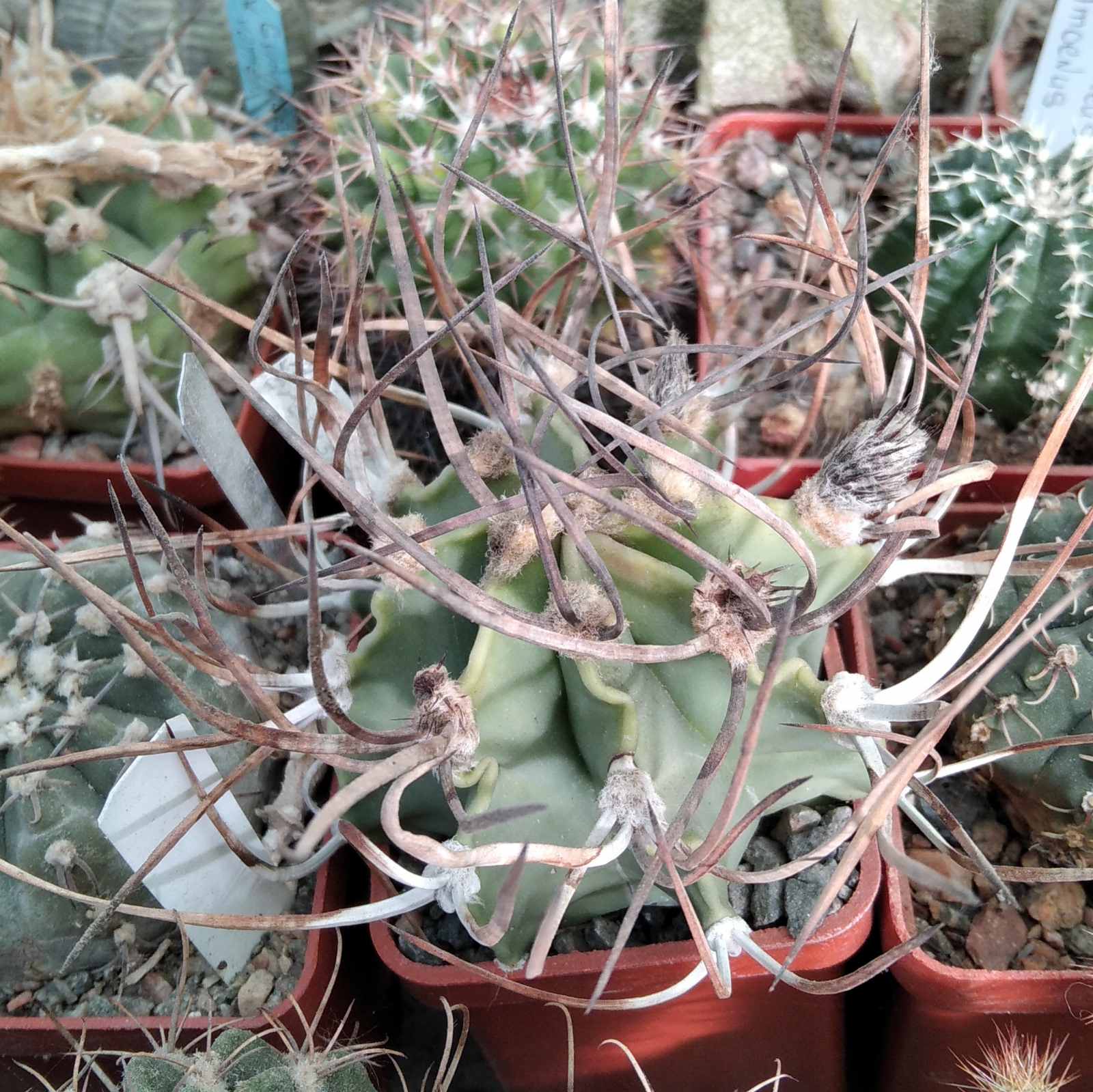 Astrophytum crasispinum -cube-5cm-