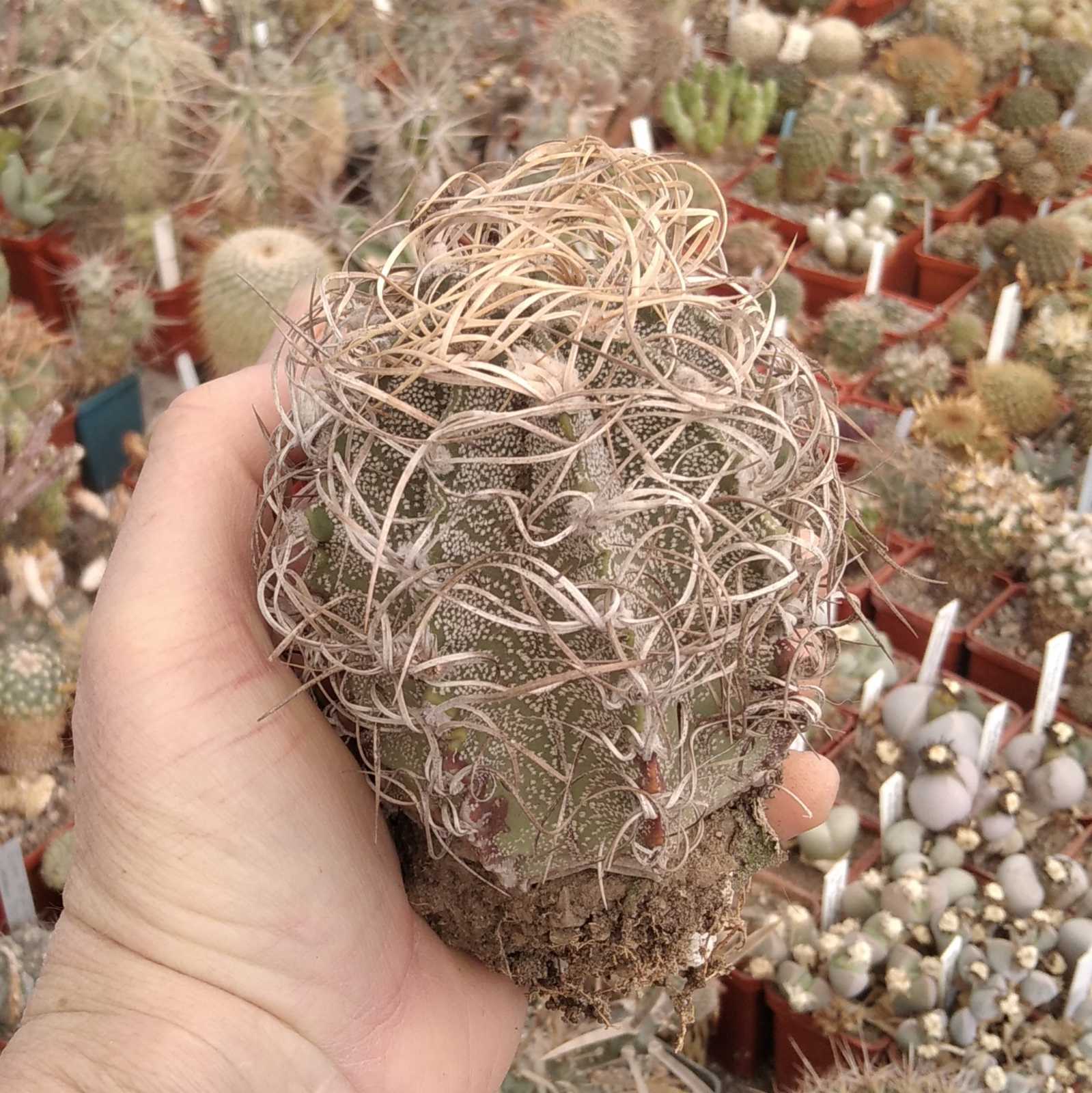 Astrophytum capricorne  "Weisse Stachel"-Koehres-7.5cm-