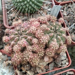 Gymnocalycium anisitsii v. multiproliferum -MG-двійня-