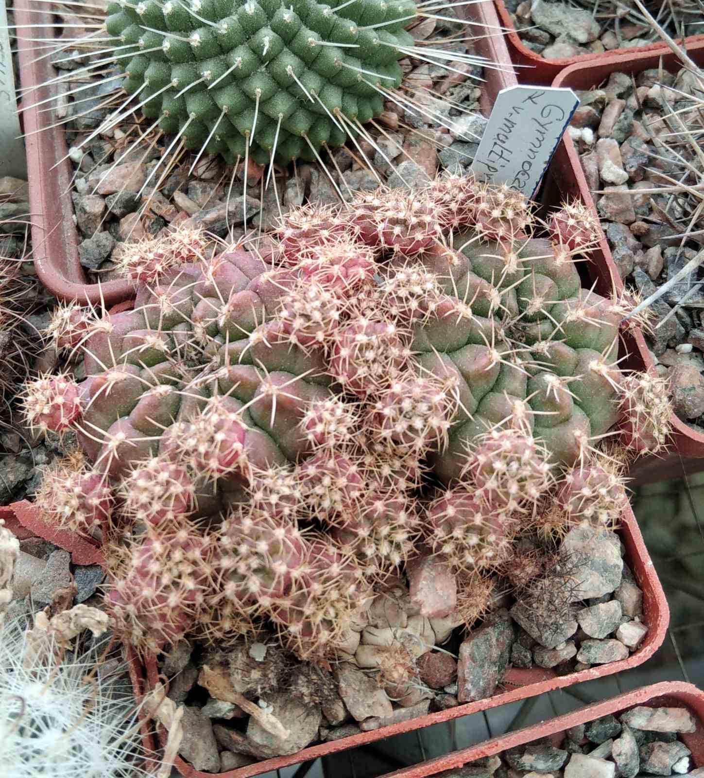 Gymnocalycium anisitsii v. multiproliferum -MG-двійня-
