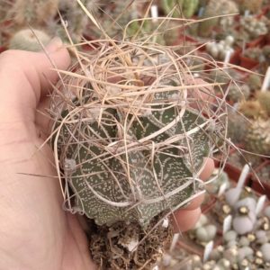Astrophytum senile v. aureum -diam.-7cm-