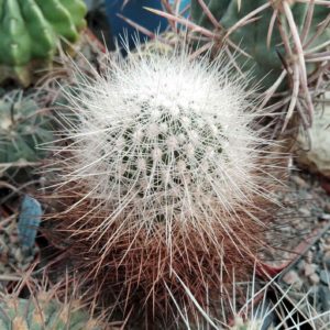 Thelocactus macdowelii -MG- cube-7cm-