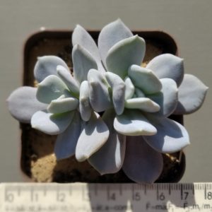 Echeveria Exotica