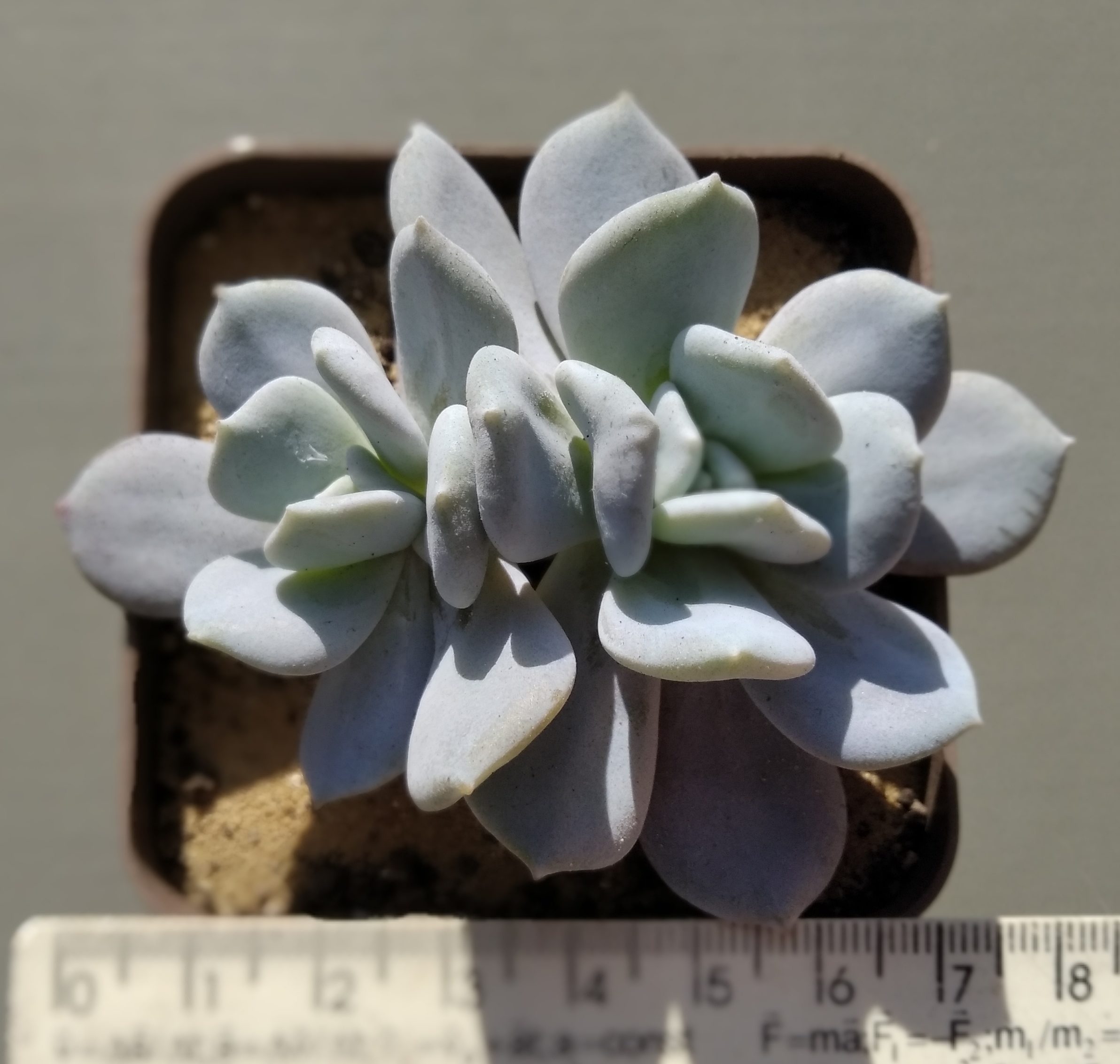 Echeveria Exotica