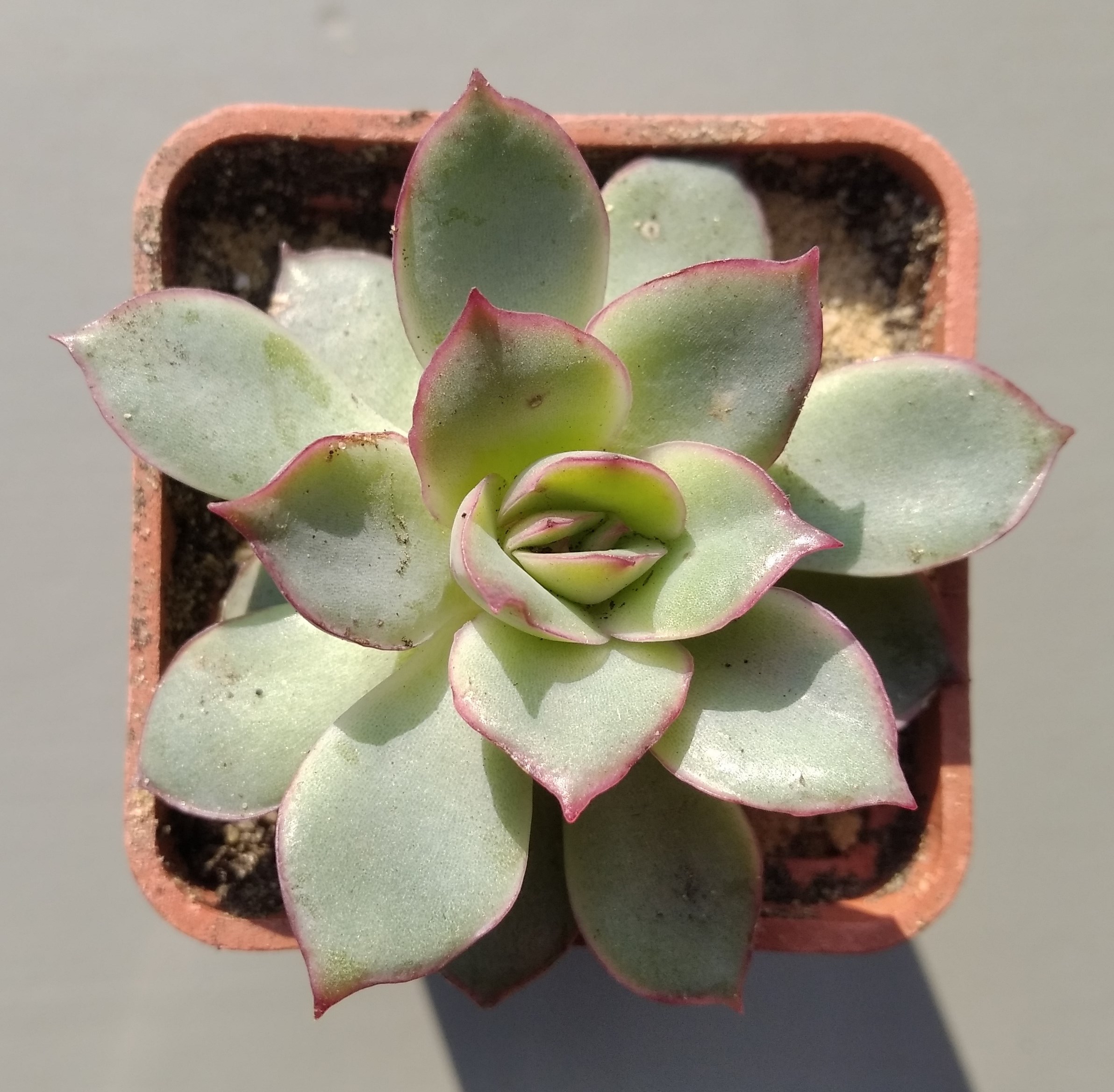 Echeveria Moon Goddes