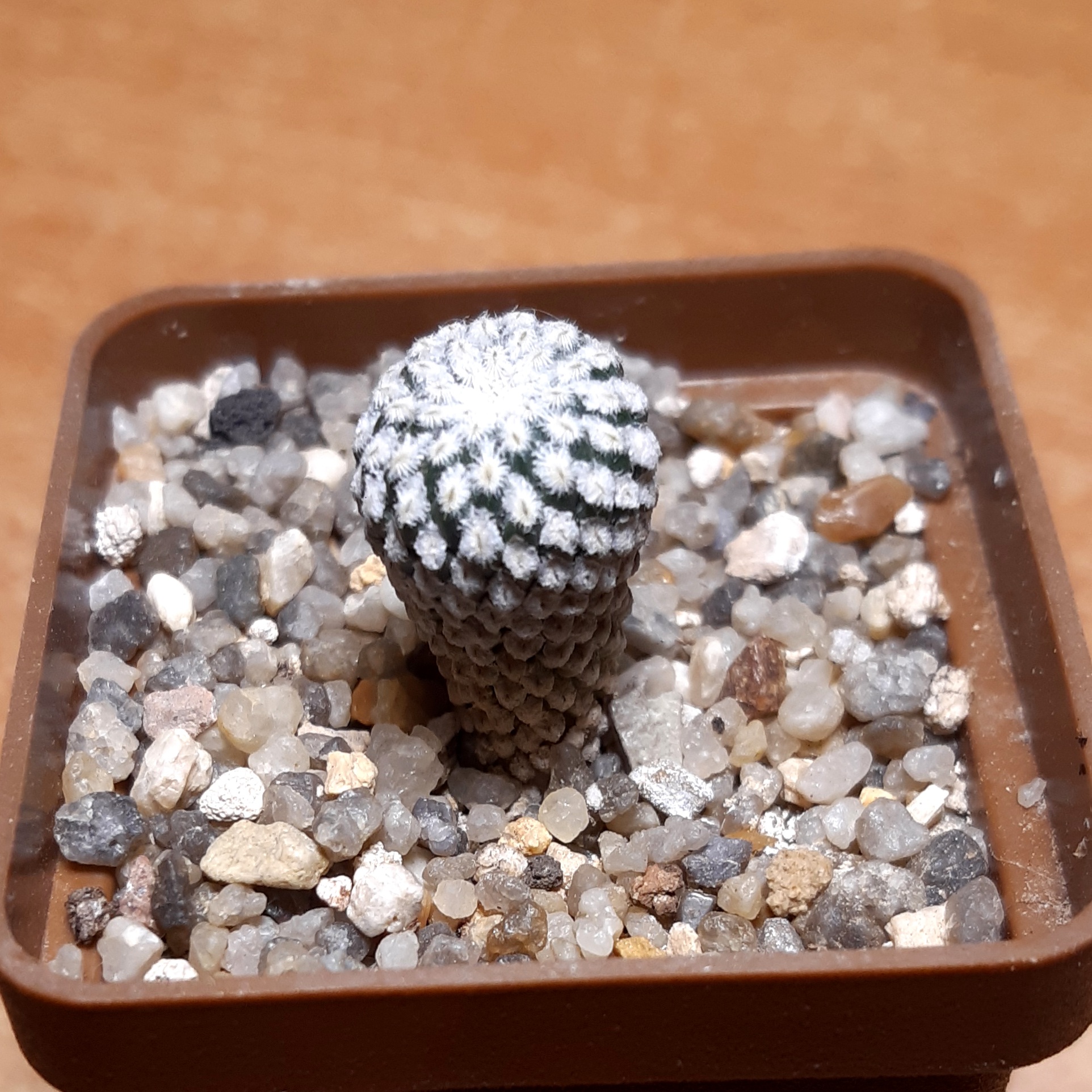 Encephalocarpus strobiliformis