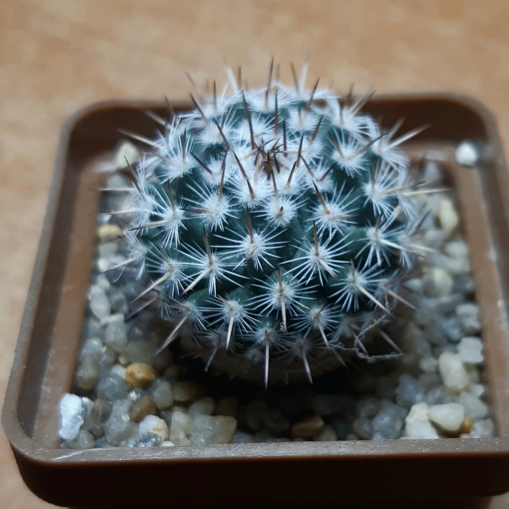 Mammillaria chionocephala