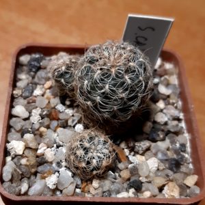 Sulcorebutia crispatа LH1475 Nuevo Mundo 18km Ch´saca Bol