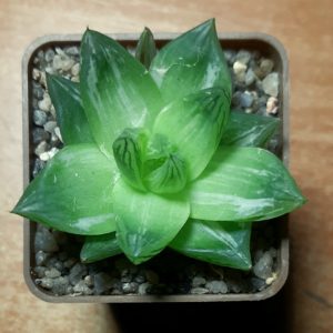 Haworthia cymbiformis variegata